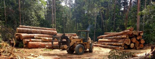 How Our Tree Care Process Works  in  The Pinery, CO