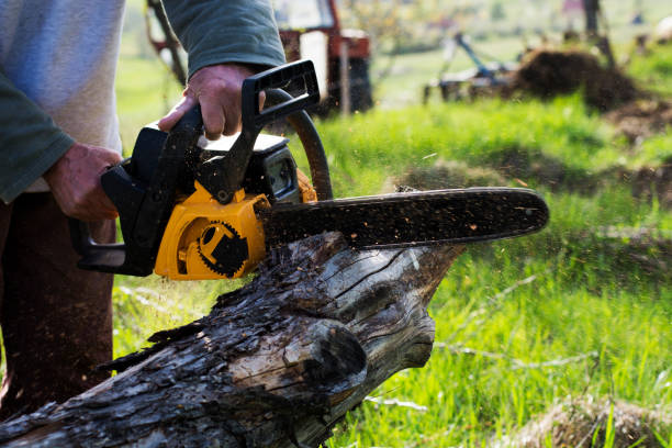 Best Tree Disease Treatment  in The Pinery, CO